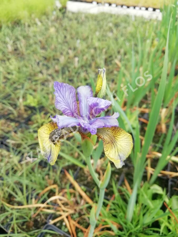 Kosatec sibiřský 'So van Gogh' - Iris sibirica 'So van Gogh'