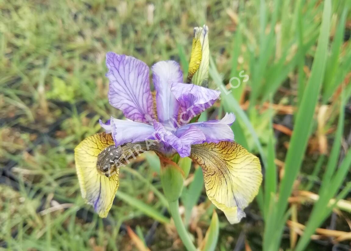 Kosatec sibiřský 'So van Gogh' - Iris sibirica 'So van Gogh'