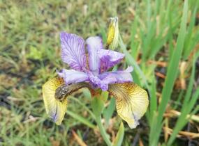 Kosatec sibiřský 'So van Gogh' - Iris sibirica 'So van Gogh'