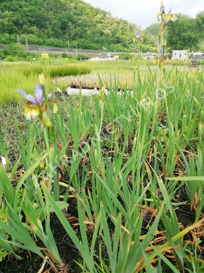 Kosatec sibiřský 'So van Gogh' - Iris sibirica 'So van Gogh'