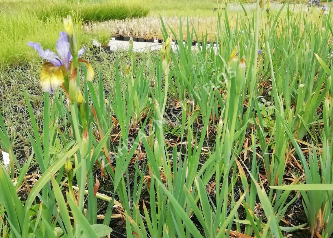 Kosatec sibiřský 'So van Gogh' - Iris sibirica 'So van Gogh'