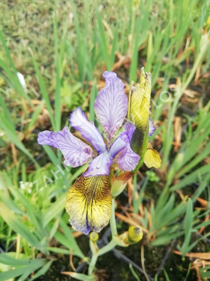 Kosatec sibiřský 'So van Gogh' - Iris sibirica 'So van Gogh'