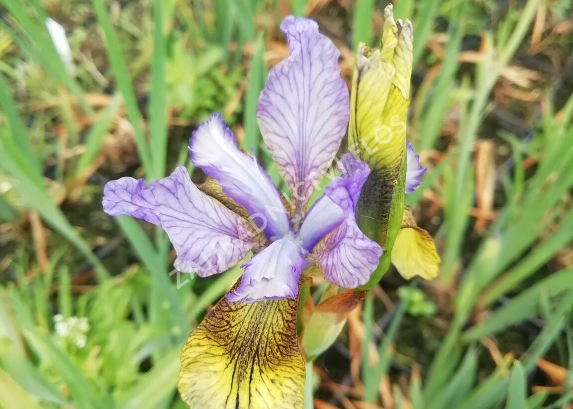 Kosatec sibiřský 'So van Gogh' - Iris sibirica 'So van Gogh'