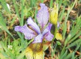 Kosatec sibiřský 'So van Gogh' - Iris sibirica 'So van Gogh'