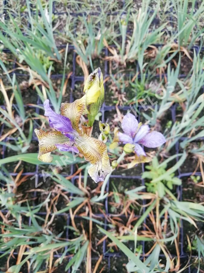 Kosatec sibiřský 'So van Gogh' - Iris sibirica 'So van Gogh'