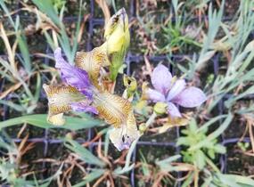 Kosatec sibiřský 'So van Gogh' - Iris sibirica 'So van Gogh'
