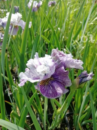 Kosatec sibiřský 'Peacock Butterfly Mad Hat' - Iris sibirica 'Peacock Butterfly Mad Hat'