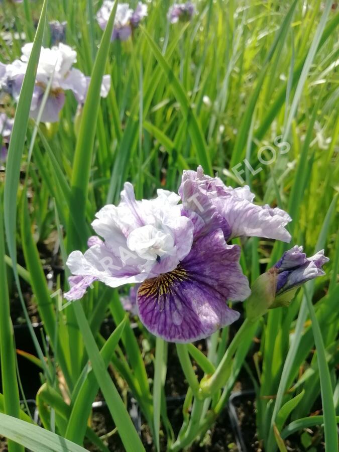 Kosatec sibiřský 'Peacock Butterfly Mad Hat' - Iris sibirica 'Peacock Butterfly Mad Hat'