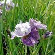 Kosatec sibiřský 'Peacock Butterfly Mad Hat' - Iris sibirica 'Peacock Butterfly Mad Hat'