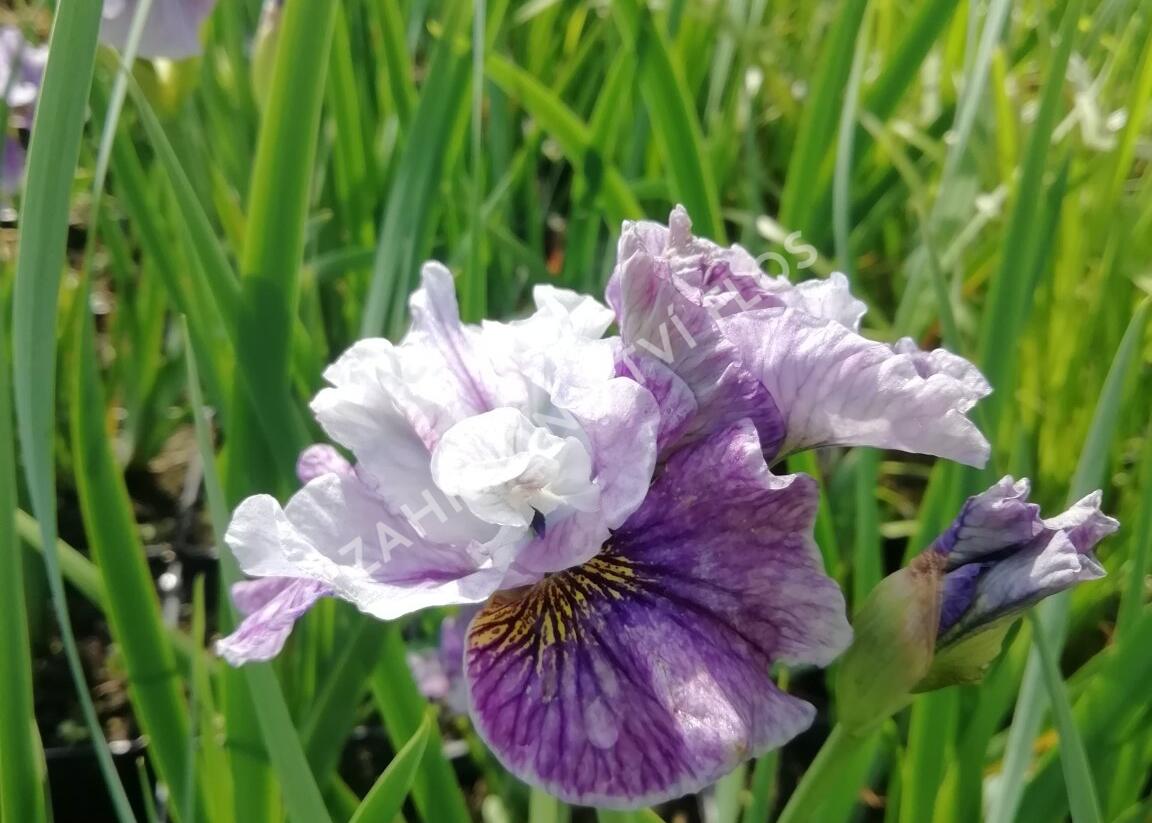 Kosatec sibiřský 'Peacock Butterfly Mad Hat' - Iris sibirica 'Peacock Butterfly Mad Hat'