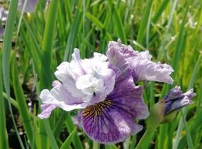 Kosatec sibiřský 'Peacock Butterfly Mad Hat' - Iris sibirica 'Peacock Butterfly Mad Hat'