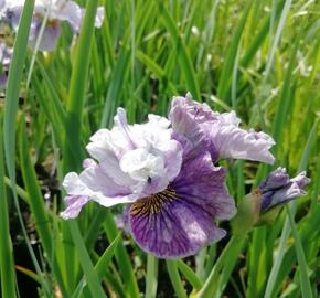 Kosatec sibiřský 'Peacock Butterfly Mad Hat' - Iris sibirica 'Peacock Butterfly Mad Hat'