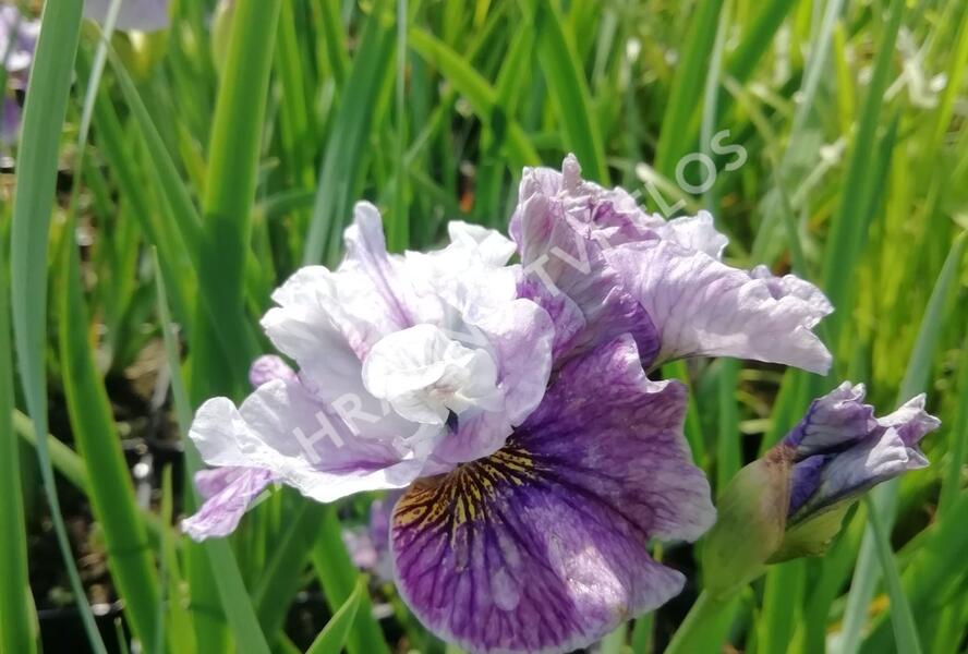 Kosatec sibiřský 'Peacock Butterfly Mad Hat' - Iris sibirica 'Peacock Butterfly Mad Hat'