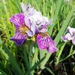 Kosatec sibiřský 'Peacock Butterfly Mad Hat' - Iris sibirica 'Peacock Butterfly Mad Hat'