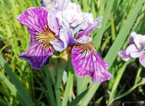 Kosatec sibiřský 'Peacock Butterfly Mad Hat' - Iris sibirica 'Peacock Butterfly Mad Hat'