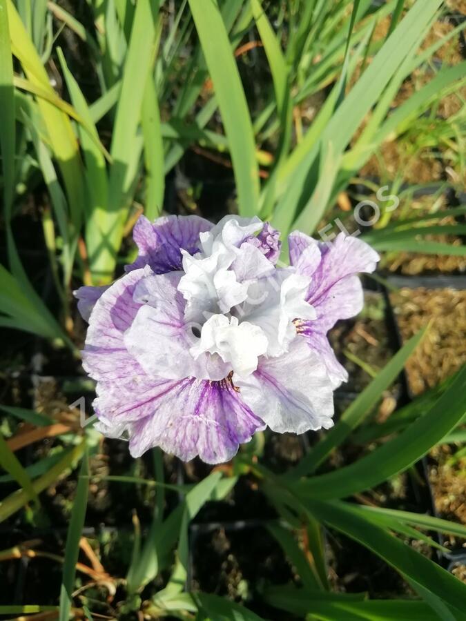 Kosatec sibiřský 'Peacock Butterfly Mad Hat' - Iris sibirica 'Peacock Butterfly Mad Hat'