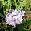 Kosatec sibiřský 'Peacock Butterfly Mad Hat' - Iris sibirica 'Peacock Butterfly Mad Hat'