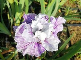 Kosatec sibiřský 'Peacock Butterfly Mad Hat' - Iris sibirica 'Peacock Butterfly Mad Hat'