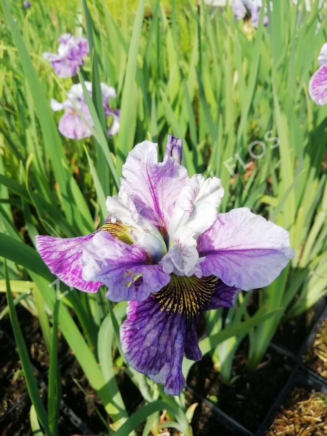 Kosatec sibiřský 'Peacock Butterfly Mad Hat' - Iris sibirica 'Peacock Butterfly Mad Hat'