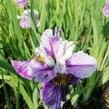 Kosatec sibiřský 'Peacock Butterfly Mad Hat' - Iris sibirica 'Peacock Butterfly Mad Hat'