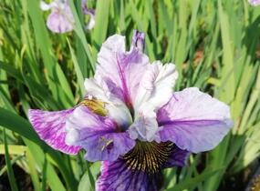 Kosatec sibiřský 'Peacock Butterfly Mad Hat' - Iris sibirica 'Peacock Butterfly Mad Hat'