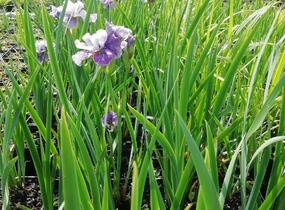 Kosatec sibiřský 'Peacock Butterfly Mad Hat' - Iris sibirica 'Peacock Butterfly Mad Hat'