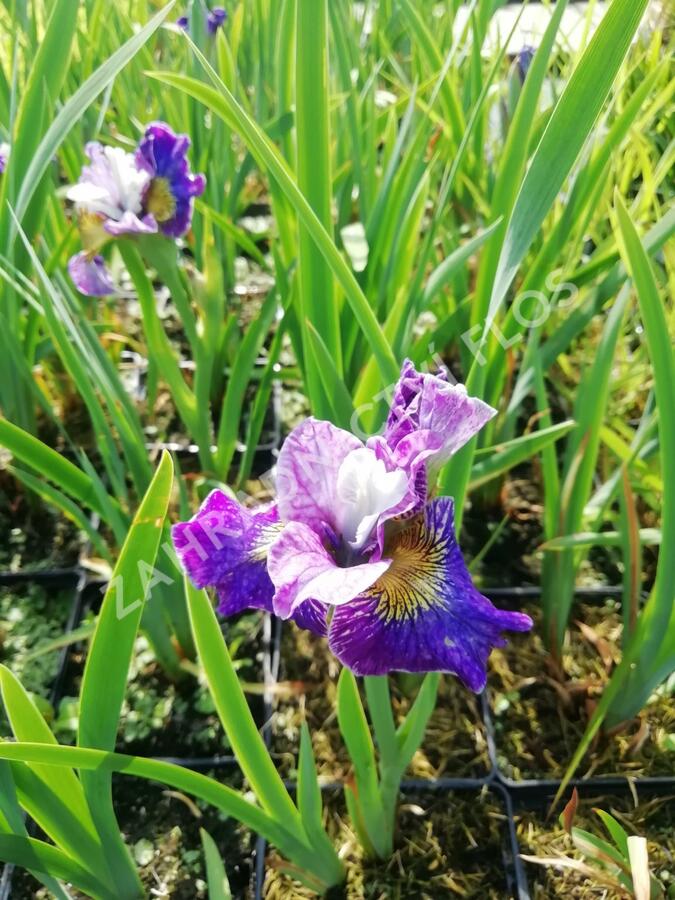 Kosatec sibiřský 'Peacock Butterfly On Mulberry Street' - Iris sibirica 'Peacock Butterfly On Mulberry Street'