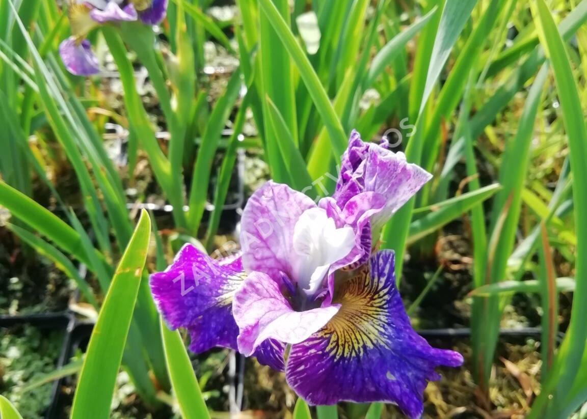 Kosatec sibiřský 'Peacock Butterfly On Mulberry Street' - Iris sibirica 'Peacock Butterfly On Mulberry Street'