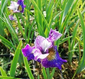 Kosatec sibiřský 'Peacock Butterfly On Mulberry Street' - Iris sibirica 'Peacock Butterfly On Mulberry Street'