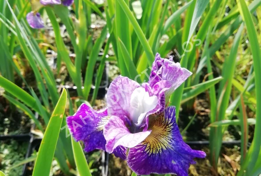 Kosatec sibiřský 'Peacock Butterfly On Mulberry Street' - Iris sibirica 'Peacock Butterfly On Mulberry Street'