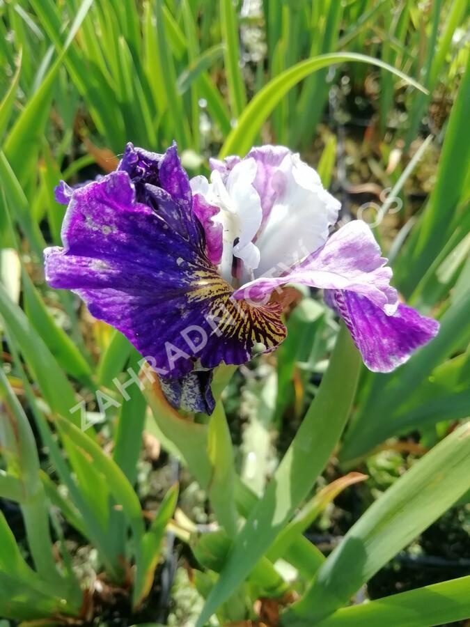 Kosatec sibiřský 'Peacock Butterfly On Mulberry Street' - Iris sibirica 'Peacock Butterfly On Mulberry Street'