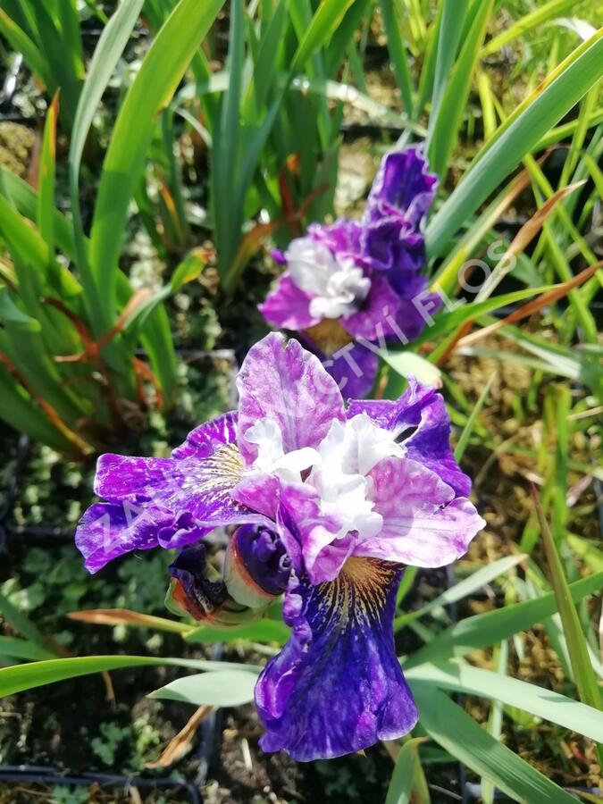 Kosatec sibiřský 'Peacock Butterfly On Mulberry Street' - Iris sibirica 'Peacock Butterfly On Mulberry Street'