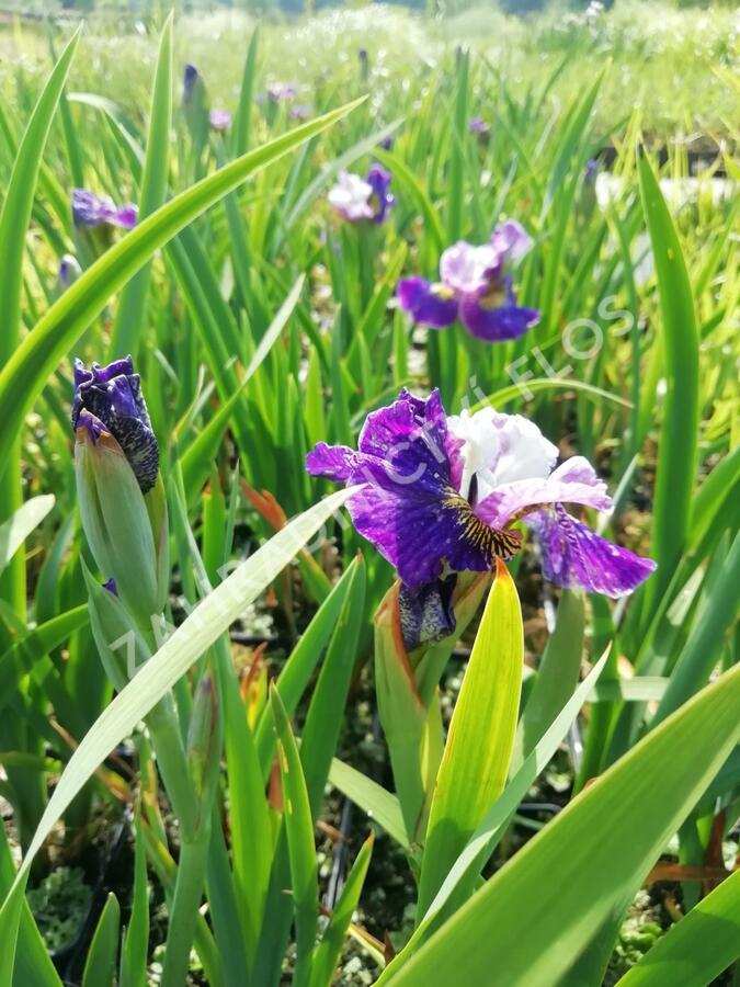 Kosatec sibiřský 'Peacock Butterfly On Mulberry Street' - Iris sibirica 'Peacock Butterfly On Mulberry Street'