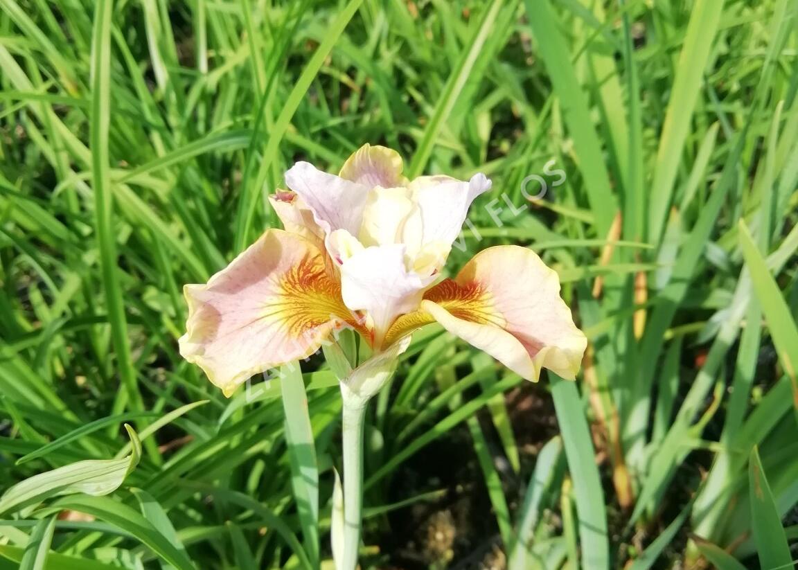 Kosatec sibiřský 'Peacock Butterfly White Amber' - Iris sibirica 'Peacock Butterfly White Amber'