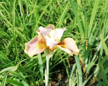 Kosatec sibiřský 'Peacock Butterfly White Amber'