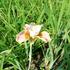 kosatec-sibirsky-peacock-butterfly-white-amber.jpg