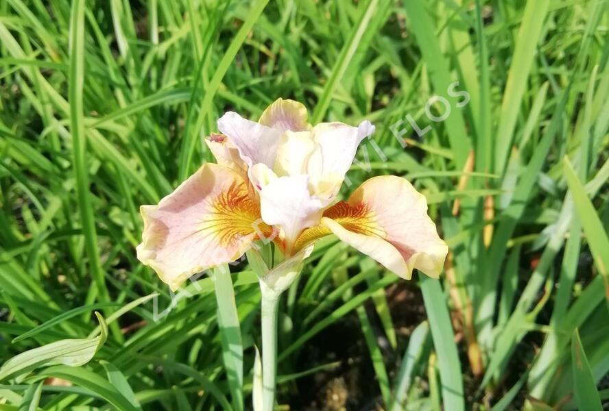 Kosatec sibiřský 'Peacock Butterfly White Amber' - Iris sibirica 'Peacock Butterfly White Amber'