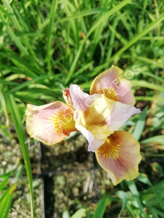 Kosatec sibiřský 'Peacock Butterfly White Amber' - Iris sibirica 'Peacock Butterfly White Amber'