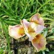 Kosatec sibiřský 'Peacock Butterfly White Amber' - Iris sibirica 'Peacock Butterfly White Amber'