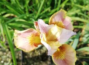 Kosatec sibiřský 'Peacock Butterfly White Amber' - Iris sibirica 'Peacock Butterfly White Amber'