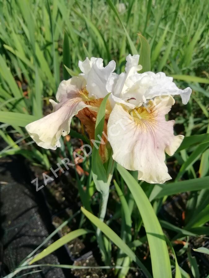 Kosatec sibiřský 'Peacock Butterfly Wynne Magnolia' - Iris sibirica 'Peacock Butterfly Wynne Magnolia'