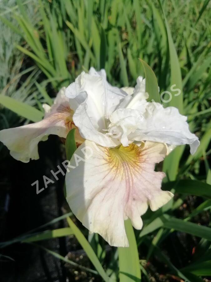 Kosatec sibiřský 'Peacock Butterfly Wynne Magnolia' - Iris sibirica 'Peacock Butterfly Wynne Magnolia'