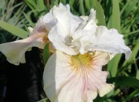 Kosatec sibiřský 'Peacock Butterfly Wynne Magnolia' - Iris sibirica 'Peacock Butterfly Wynne Magnolia'