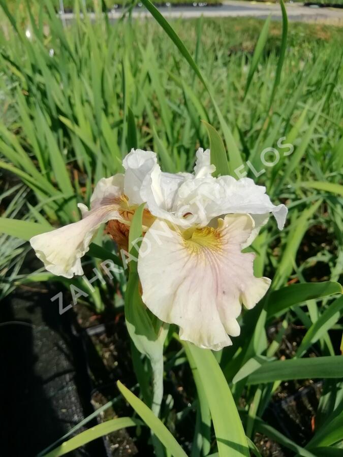 Kosatec sibiřský 'Peacock Butterfly Wynne Magnolia' - Iris sibirica 'Peacock Butterfly Wynne Magnolia'