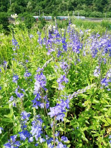 Rozrazil rakouský - Veronica austriaca