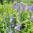 Rozrazil rakouský - Veronica austriaca