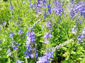 Rozrazil rakouský - Veronica austriaca