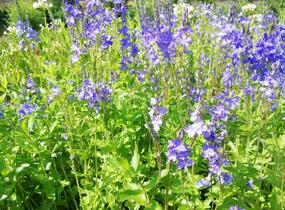 Rozrazil rakouský - Veronica austriaca