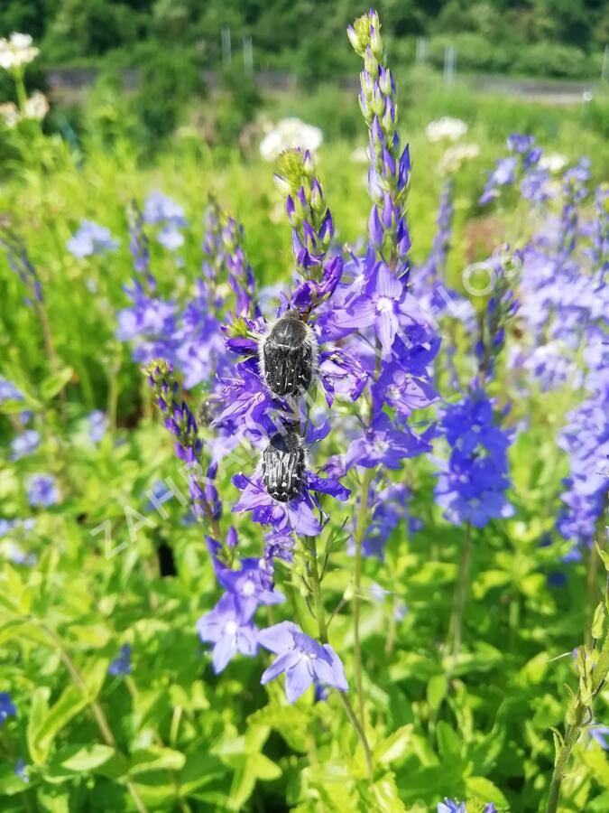 Rozrazil rakouský - Veronica austriaca