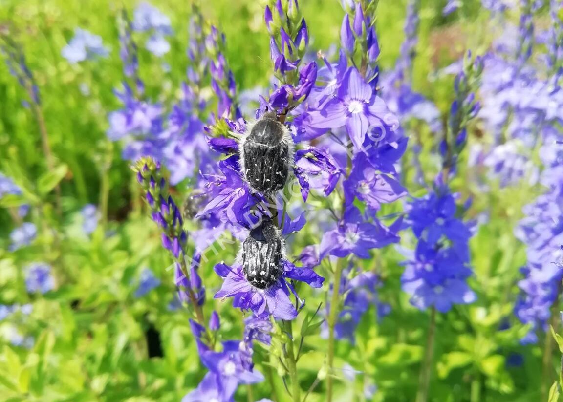 Rozrazil rakouský - Veronica austriaca